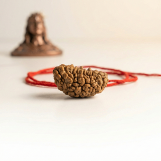1 Mukhi Rudraksh