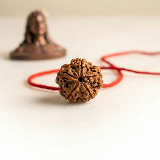 5 Mukhi Rudraksh