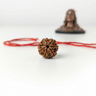 7 Mukhi Rudraksh