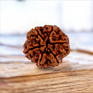 6 Mukhi Rudraksh