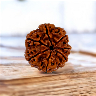 7 Mukhi Rudraksh